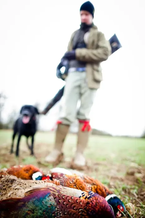 Framed Print : Pheasant and gun and gun dog, Oxfordshire, England, United Kingdom, Europe Framed Print : Pheasant and gun and gun dog, Oxfordshire, England, United Kingdom, Europe