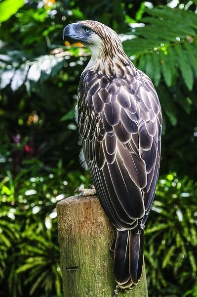 Philippine eagle (Pithecophaga jefferyi) (Monkey-eating eagle), Davao, Mindanao, Philippines, Southeast Asia, Asia