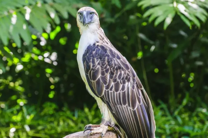 Framed Print : Philippine eagle (Pithecophaga jefferyi) (Monkey-eating eagle), Davao, Mindanao, Philippines, Southeast Asia, Asia Framed Print : Philippine eagle (Pithecophaga jefferyi) (Monkey-eating eagle), Davao, Mindanao, Philippines, Southeast Asia, Asia