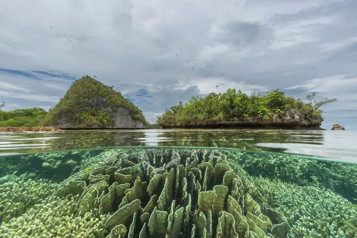 Framed Print : Above and below photo in the crystal clear water in the shallow reefs off Wayag Bay, Raja Ampat, Indonesia, Southeast Asia, Asia Framed Print : Above and below photo in the crystal clear water in the shallow reefs off Wayag Bay, Raja Ampat, Indonesia, Southeast Asia, Asia