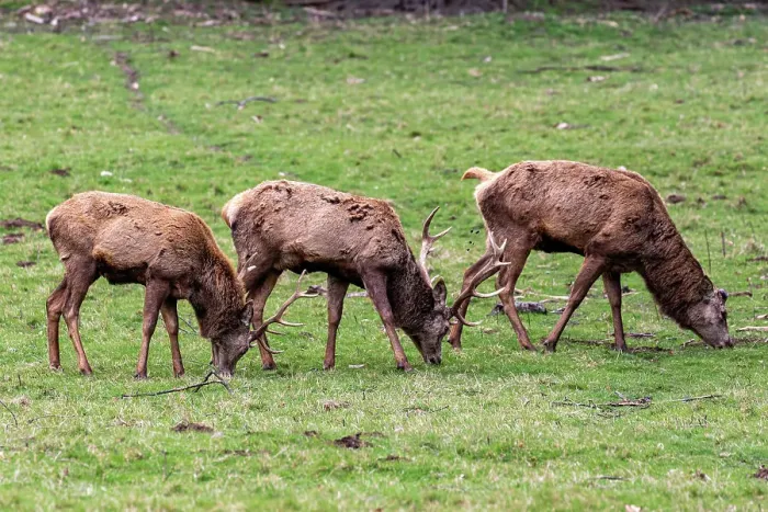 Framed Print : Photo of the deer in the park, United Kingdom, Europe Framed Print : Photo of the deer in the park, United Kingdom, Europe
