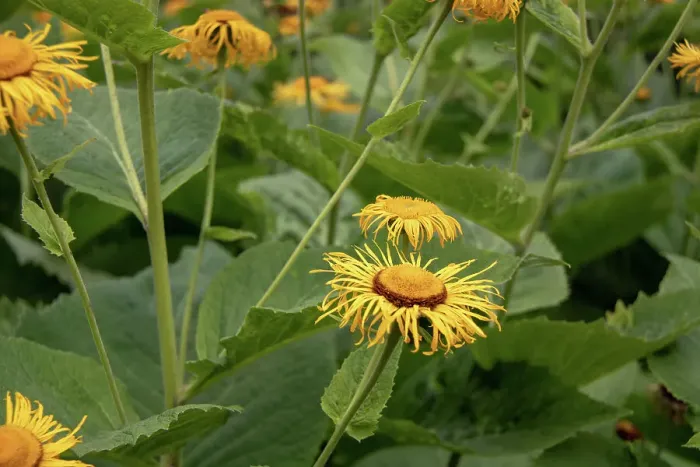Framed Print : Photo of yellow inula flowers at Kew Gardens, London, England, United Kingdom, Europe Framed Print : Photo of yellow inula flowers at Kew Gardens, London, England, United Kingdom, Europe