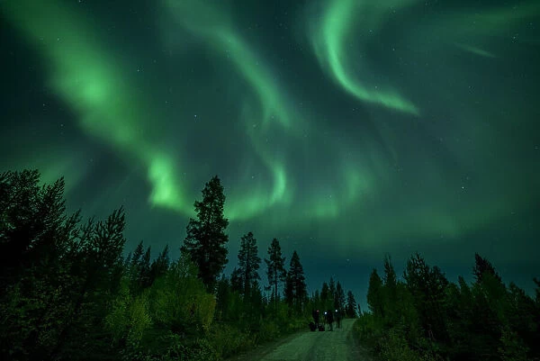 Photographers taking pictures of aurora borealis (Northern Lights) over coniferous forest
