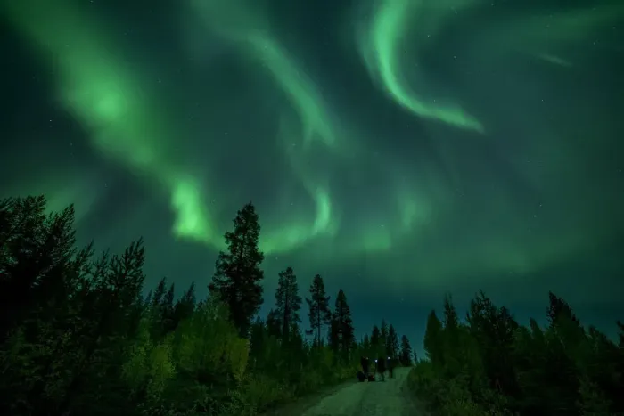 Framed Print : Photographers taking pictures of aurora borealis (Northern Lights) over coniferous forest Framed Print : Photographers taking pictures of aurora borealis (Northern Lights) over coniferous forest