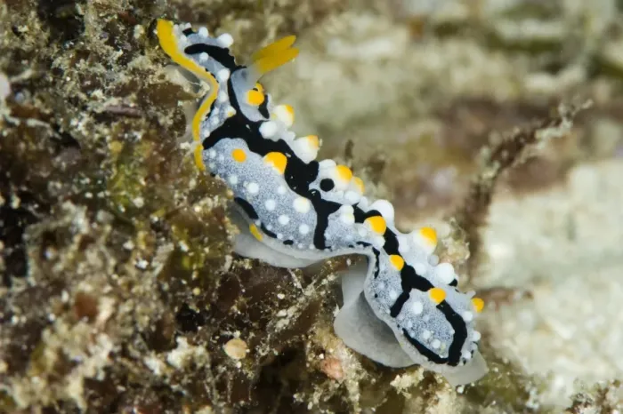 Framed Print : Phyllidia exquisita nudibranch, Indo-west Pacific waters, grows to 50mm, Philippines, Southeast Asia, Asia