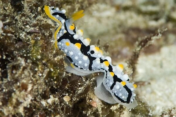 Phyllidia exquisita nudibranch, Indo-west Pacific waters, grows to 50mm, Philippines, Southeast Asia, Asia