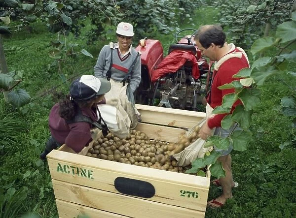 Pickers unloading kiwi fruit into a trailer amongst