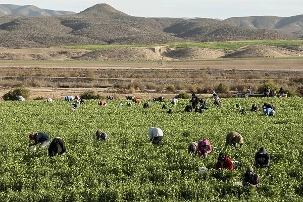 Picking beans, El Rosario, Baja California, Mexico, North America