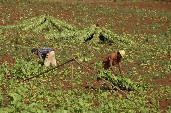 Picking tobacco leaves and placing on rack for first stage of drying, Pinar del Rio