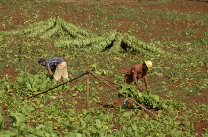 Framed Print : Picking tobacco leaves and placing on rack for first stage of drying, Pinar del Rio Framed Print : Picking tobacco leaves and placing on rack for first stage of drying, Pinar del Rio