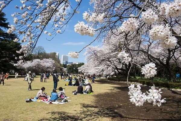 Picnic in the cherry blossom in the Shinjuku-Gyoen Park, Tokyo, Japan, Asia