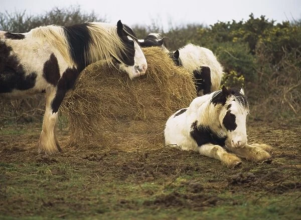 Piebald Welsh ponies around a bale of hay