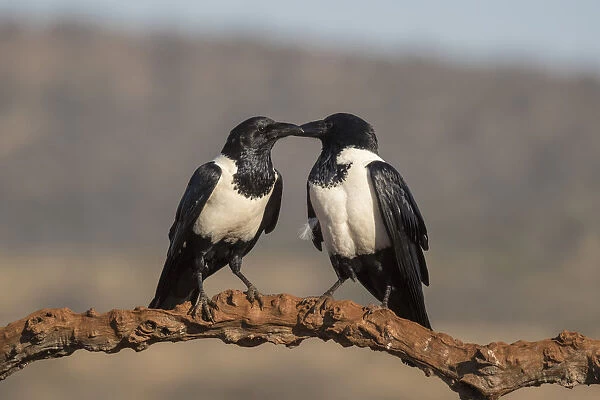 Pied crows (Corvus albus), Zimanga private game reserve, KwaZulu-Natal, South Africa