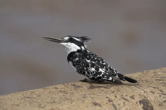 Framed Print : Pied kingfisher (Ceryle rudis) Framed Print : Pied kingfisher (Ceryle rudis)