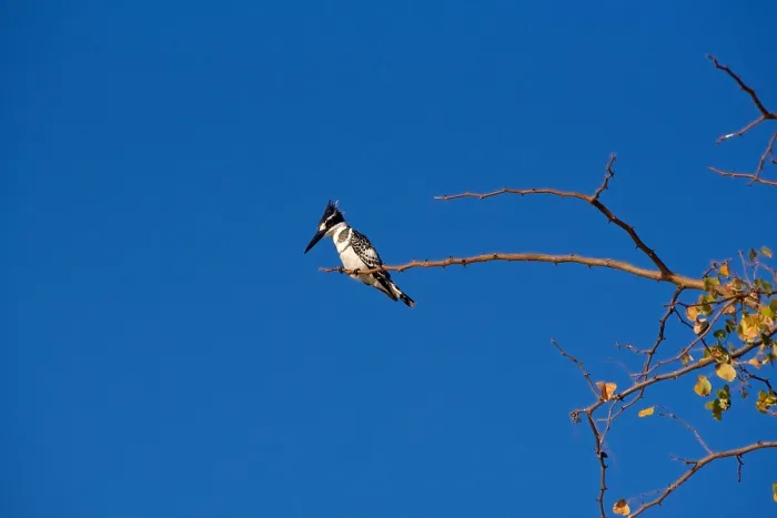 Framed Print : Pied Kingfisher (Ceryle Rudis), perched on acacia branch against a deep blue sky, Chobe National Park, Botswana, Africa Framed Print : Pied Kingfisher (Ceryle Rudis), perched on acacia branch against a deep blue sky, Chobe National Park, Botswana, Africa