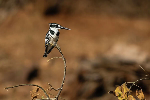 Pied Kingfisher (Ceryle rudis) perching on a tree branch, Chobe National Park, Botswana, Africa
