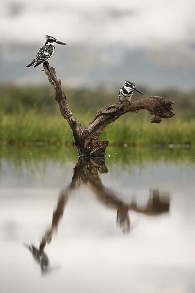 Pied kingfishers (Ceryle rudis), Zimanga Private Game Reserve, KwaZulu-Natal, South Africa
