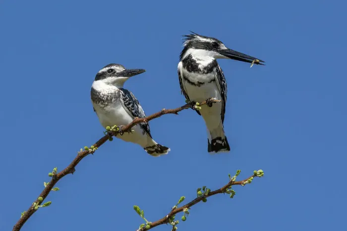 Framed Print : Pied kingfishers (Ceryle rudis), Chobe National Park, Botswana, Africa Framed Print : Pied kingfishers (Ceryle rudis), Chobe National Park, Botswana, Africa