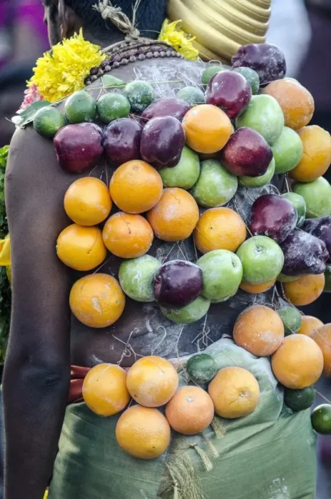 Framed Print : A pierced devotee laden with fruit, during Thaipusam festival, Batu Caves, Kuala Lumpur, Malaysia, Southeast Asia, Asia Framed Print : A pierced devotee laden with fruit, during Thaipusam festival, Batu Caves, Kuala Lumpur, Malaysia, Southeast Asia, Asia