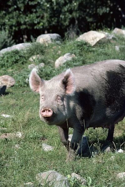 Pig, British Columbia, Canada, North America