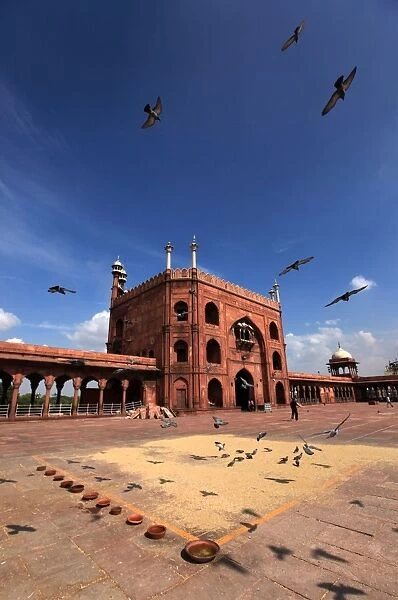 Pigeons feed on grain scattered on the paving stones in the courtyard of Jama Masjid