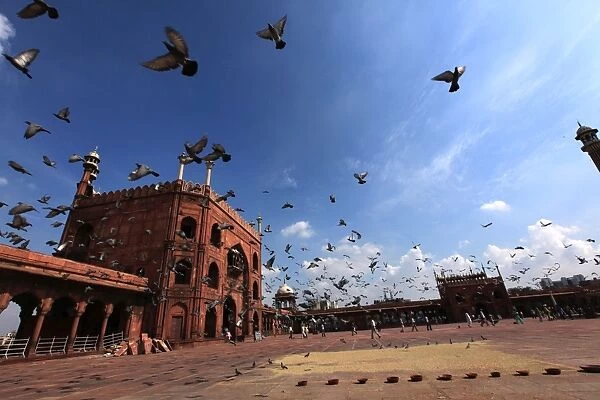 Pigeons feed on grain scattered on the paving stones in the courtyard of Jama Masjid