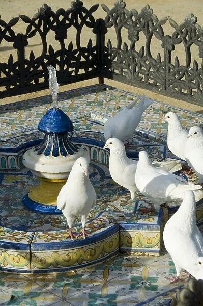 Pigeons at Plaza de America