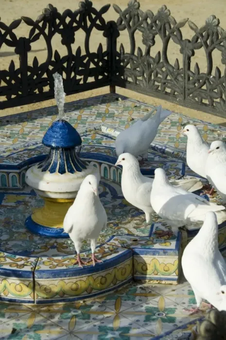 Framed Print : Pigeons at Plaza de America Framed Print : Pigeons at Plaza de America