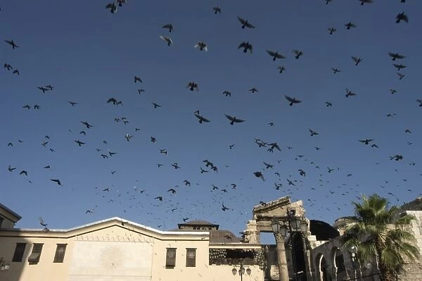 Pigeons in Umayyad Mosque courtyard