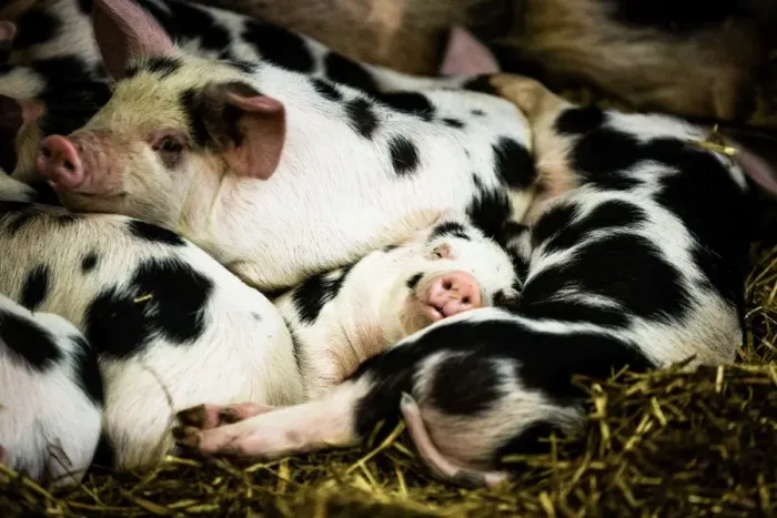 Framed Print : Piglets in Gloucestershire, England, United Kingdom, Europe Framed Print : Piglets in Gloucestershire, England, United Kingdom, Europe
