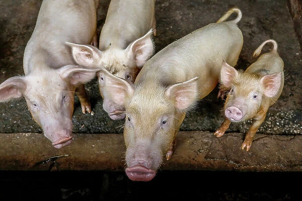 Pigs raised in Nguekhokh, Senegal, West Africa, Africa