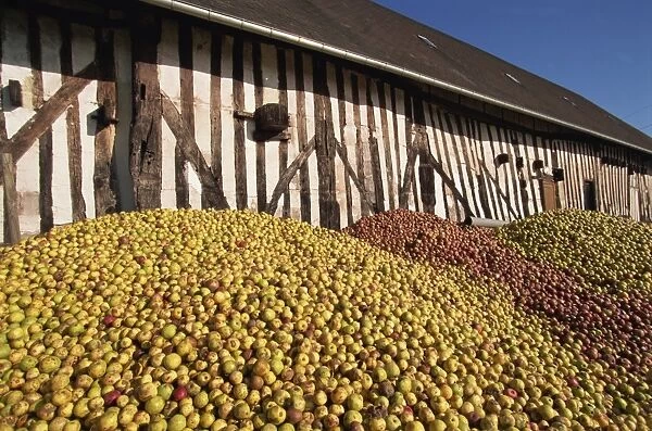 Piles of cider apples used for making calvados, Domaine Coeur de Lion, Normandie