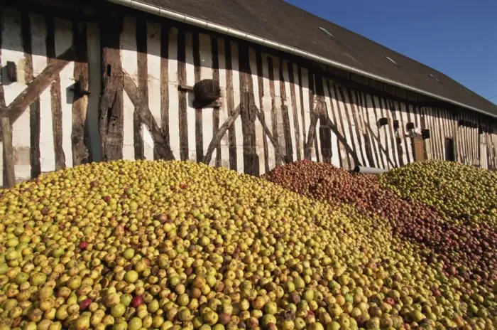 Framed Print : Piles of cider apples used for making calvados, Domaine Coeur de Lion, Normandie Framed Print : Piles of cider apples used for making calvados, Domaine Coeur de Lion, Normandie