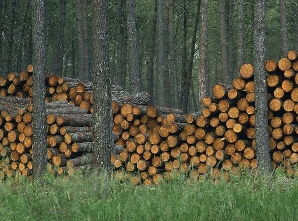 Piles of logs in woodland, Les Landes forest in Aquitaine, France, Europe