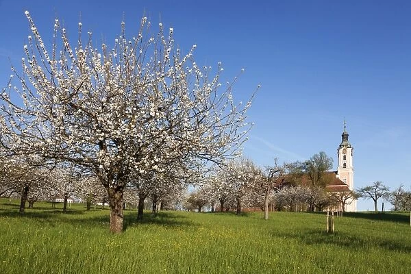 Pilgrimage church of Birnau Abbey, fruit tree blossom in spring, Lake Constance, Baden-Wuettemberg