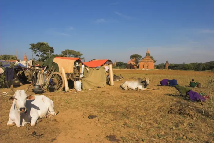 Framed Print : Pilgrims from the country camp with their bullock carts in the grounds around the temple Framed Print : Pilgrims from the country camp with their bullock carts in the grounds around the temple