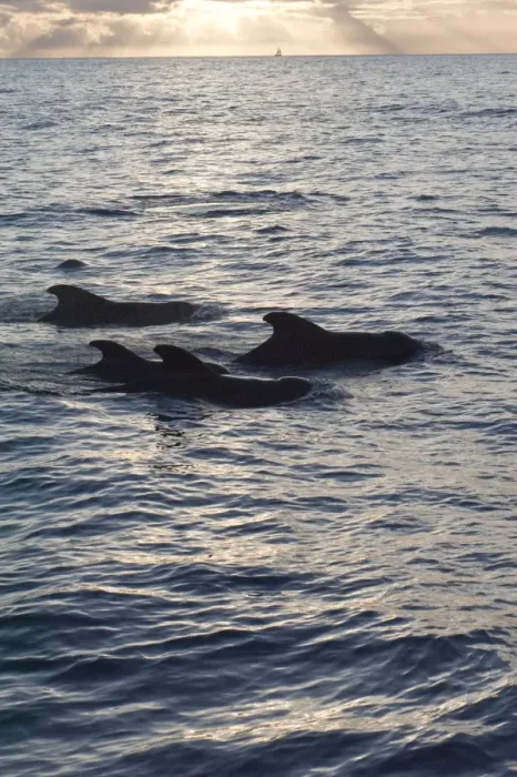Framed Print : Pilot whales off the coast of Dominica, West Indies, Caribbean, Central America Framed Print : Pilot whales off the coast of Dominica, West Indies, Caribbean, Central America