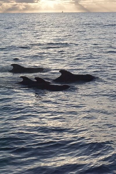 Pilot whales off the coast of Dominica, West Indies, Caribbean, Central America