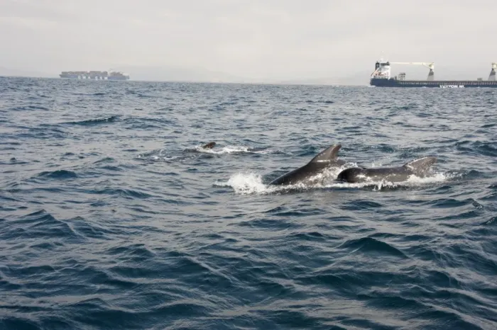 Framed Print : Pilot whales in the Straits of Gibraltar, Europe Framed Print : Pilot whales in the Straits of Gibraltar, Europe