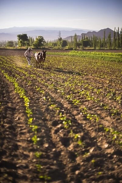 Pimiento farmer farming at sunrise in the Cachi Valley, Calchaqui Valleys, Salta Province