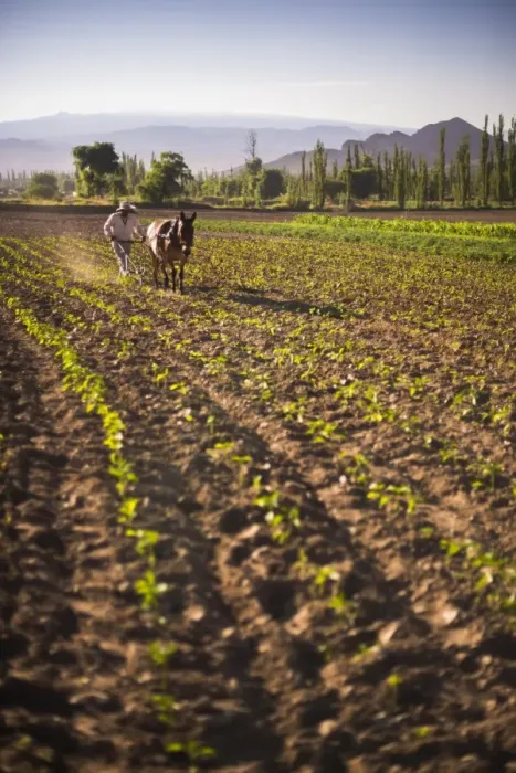 Framed Print : Pimiento farmer farming at sunrise in the Cachi Valley, Calchaqui Valleys, Salta Province Framed Print : Pimiento farmer farming at sunrise in the Cachi Valley, Calchaqui Valleys, Salta Province