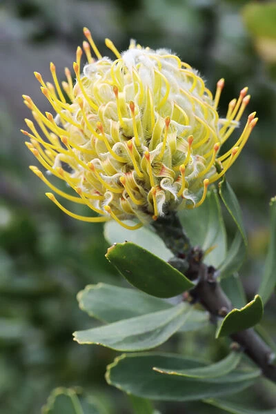 Pincushion protea (Leucospermum cuneiforme), Cape Town, South Africa, Africa
