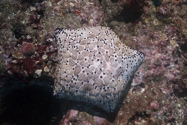 Pincushion Sea Star (Culcita novaeguineae), Mozambique, Africa