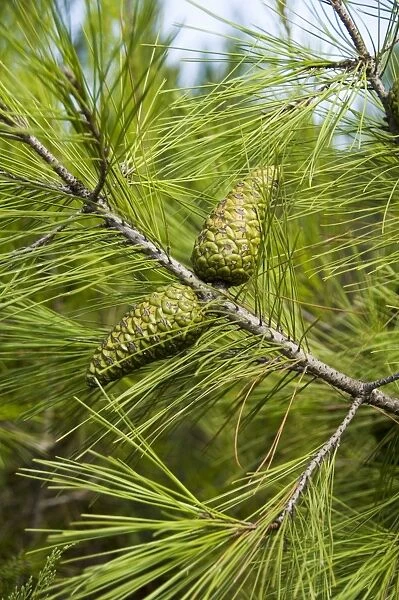 Pine cones and needles