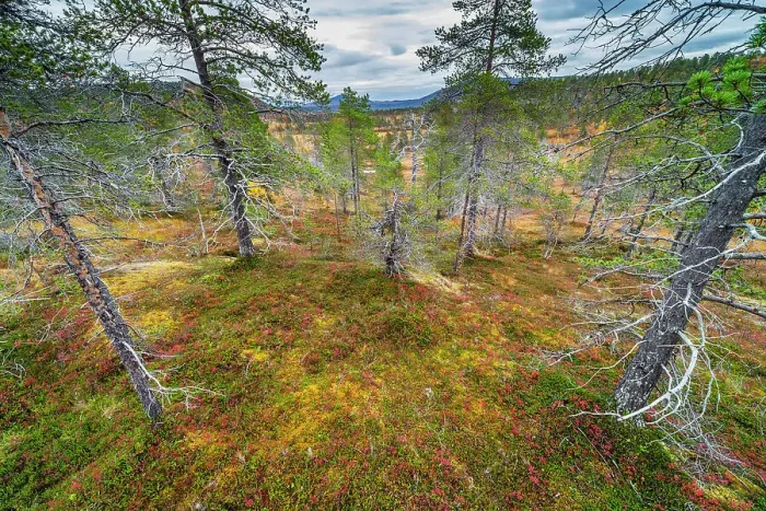 Framed Print : Pine forest, autumn colour, Anderdalen National Park, Senja, Troms og Finnmark, Norway, Scandinavia, Europe Framed Print : Pine forest, autumn colour, Anderdalen National Park, Senja, Troms og Finnmark, Norway, Scandinavia, Europe