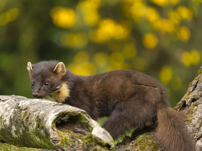 Framed Print : Pine Marten, County Laois, Leinster, Republic of Ireland, Europe Framed Print : Pine Marten, County Laois, Leinster, Republic of Ireland, Europe