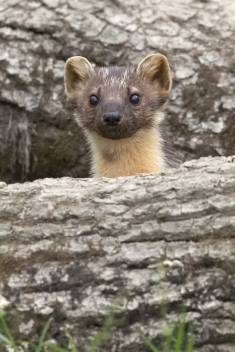 Framed Print : Pine marten (Martes martes), captive, United Kingdom, Europe Framed Print : Pine marten (Martes martes), captive, United Kingdom, Europe