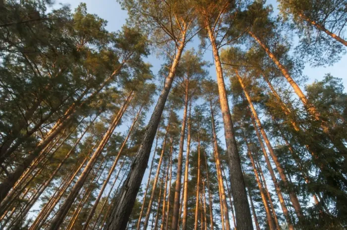 Framed Print : Pine (Pinus sp. ) tree plantation, late afternoon sunlight in February, Bialowieza National Park Framed Print : Pine (Pinus sp. ) tree plantation, late afternoon sunlight in February, Bialowieza National Park