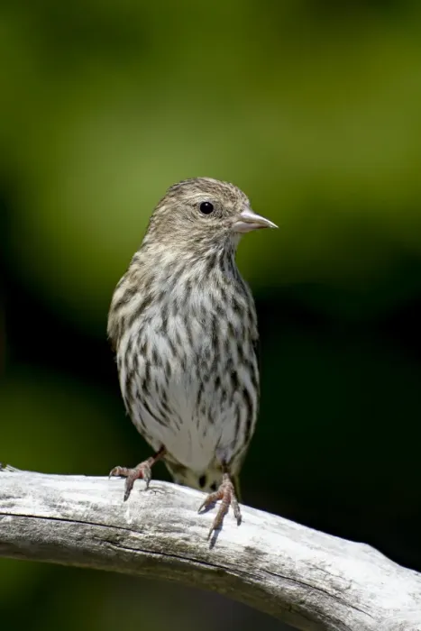 Framed Print : Pine siskin (Carduelis pinus), near Saanich, British Columbia, Canada, North America Framed Print : Pine siskin (Carduelis pinus), near Saanich, British Columbia, Canada, North America