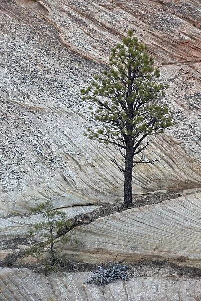 Pine tree growing on a sandstone ledge, Zion National Park, Utah, United States of America, North America